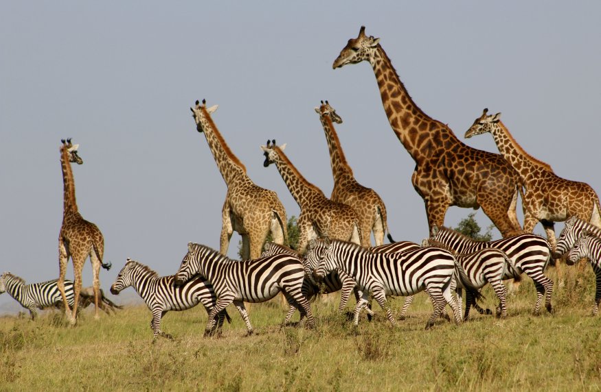 Giraffes and zebras